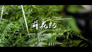 蒔花記 第六日  Flower Diary Day 6  兔腳蕨 Drynaria 「養新花 」 [upl. by Katuscha]