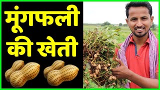 मूंगफली खेती की जानकारी  Groundnut  Peanut Farming in India🥜  Indian Farmer [upl. by Germain128]