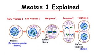 Meiosis i ExplainedBiology [upl. by Anitsej147]