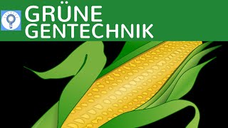 Grüne Gentechnik  Transgene Pflanzen amp Transgene Tiere einfach erklärt amp Beispiele  Gentechnologie [upl. by Adihahs]