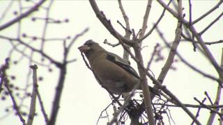 Evening Grosbeak Coccothraustes vespertinus  Picogordo [upl. by Hepzi]