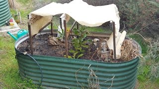 Planting Waratah Cuttings [upl. by Nnyleimaj654]