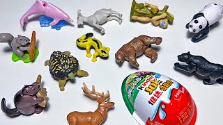 Sea Animals amp Wild Animals  Dolphin Squirrel Goat Panda Beaver Reindeer Gecko Monkey Turtle [upl. by Robin]