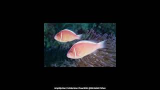 Amphiprion Perideraion Clownfish Bin3aiah Fishes [upl. by Arraet722]