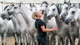 Cavalia horses introduced in downtown Montreal [upl. by Ellednek]