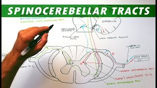 Spinocerebellar tracts  Neuroanatomy Tutorial  Ascending pathways [upl. by Yerocal18]