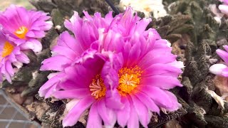 Ariocarpus Flowering [upl. by Navlys565]