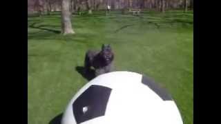 Bouvier des Flandres Herds Soccer Ball bouvierdesflandres bouvier herdingdog bouvierherding [upl. by Nutsud]