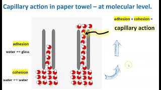 Capillary Action explained [upl. by Ahsinut]