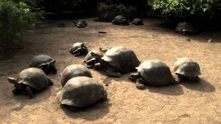 Tour the Galápagos Giant Tortoise Breeding Center [upl. by Aleusnoc887]