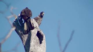 Birds of SW Western Australia [upl. by Harifaz430]