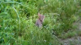 Bunnies at Bensons Cute Baby Bunny Warning [upl. by Patman515]