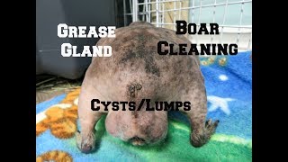 Boar Cleaning Grease Glands amp CystsLumps [upl. by Teryl]