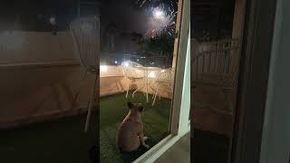 POV Your frenchie loves to watch the fireworks 🎆 🎥 ViralHog [upl. by Saltsman]