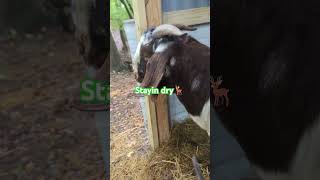 Boer goats in their tiny barn  boergoats farming goats [upl. by Garnet]