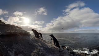 Walk with penguins Virtual reality video shows how it is to live among the birds [upl. by Ahern891]