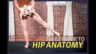 EZ Guide to Hip Anatomy [upl. by Cilurzo]