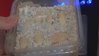 Surprise Corn Snake Eggs [upl. by Nitin]