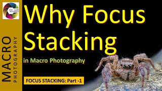 Why Focus Stacking in Macro Photography [upl. by As]