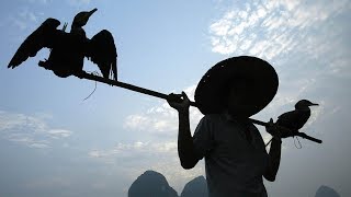 Chinas Cormorant Fishermen [upl. by Onailime]