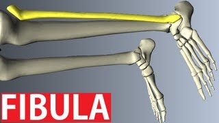 Fibula Anatomy  Lower Limbs Anatomy Tutorial [upl. by Downes]