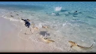 SHARKS ATTACK FEEDING FRENZY IN THE MALDIVES [upl. by Nollaf]