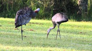 Sandhill Cranes calling and feeding [upl. by Abrahamsen952]