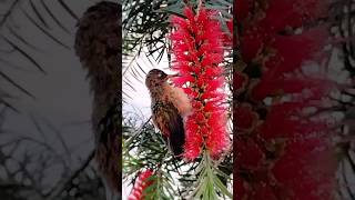 Colibrí pichón Amazilia ventrirrufa aprendiendo a volar y alimentarse amazilia trochilidae [upl. by Berglund]