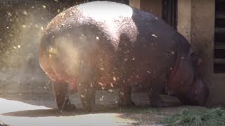 AMAZING HIPPO POOPING SPINNING TAIL  ONE OF A KIND FOUNTAIN BURST OF EPIC PROPORTIONS [upl. by Amata]