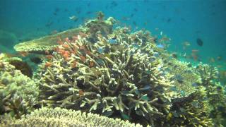 Coral Reefs of Anilao Philippines [upl. by Auoh]