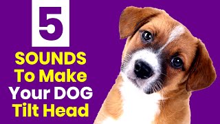 5 Sounds To Make Your Dog Tilt Head or Bark [upl. by Halstead]