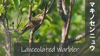 Lanceolated Warbler マキノセンニュウ 【野鳥撮影野鳥動画】 [upl. by Edithe]