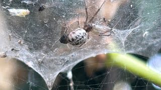 Hammock spider [upl. by Dnalyar]