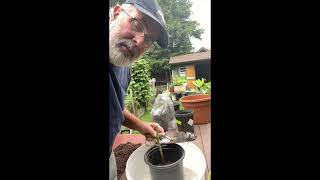 Rooting Green Fig Cuttings [upl. by Daryl302]