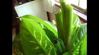 How To Prune Dieffenbachia [upl. by Kopple]