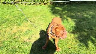 Dogue de Bordeaux  Guard duty😂😁😁 [upl. by Halle]