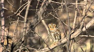 Elf Owl Calling [upl. by Anaitat16]