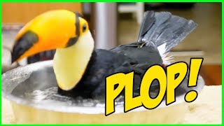 Bathing Toucan is Next Level ASMR SERIOUSLY RELAXING [upl. by Dleifyar]