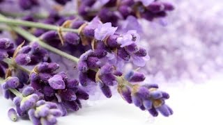 How and when to prune your Lavender [upl. by Benedetta]