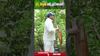 వక్క చెట్టుతో ఎన్నో ప్రయోజనాలు  There Are Many Benefits of Betel Nut Tree ABN Agri shorts [upl. by Stouffer]