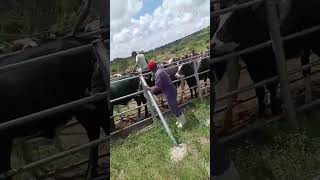 how we do a quick treatment on cattle in Africa 🌍 [upl. by Nallad]