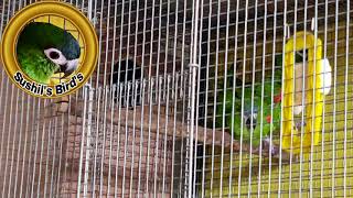 Hahns Macaw Mating Patton amp Mating sound [upl. by Pownall]