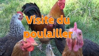 Visite du poulailler [upl. by Centonze]