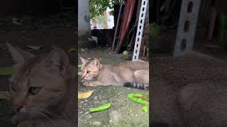 Wild Cat🐱 cat catvideos trending animals pets shorts shortvideo [upl. by Ahsieka49]