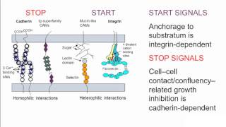 Understanding the In Vitro Culture System and Factors That Affect It [upl. by Reinar]