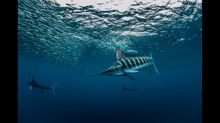 Sardine Run Baja California Baja Shark Experience [upl. by Fiorenze]