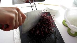 How to open sea urchin the correct way or not 開海膽 [upl. by Pappano748]