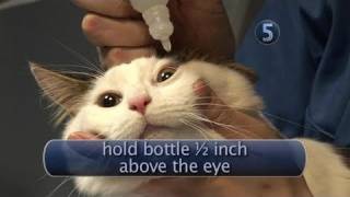 How To Apply Cat Eye Drops [upl. by Imtiaz]