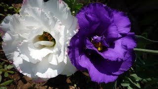 Цветы Эустома лизиантус Eustoma Lisianthus [upl. by Llertnad]