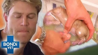 Top 5 HighRisk Puppy Births 😨 Dogs Giving Birth  Bondi Vet Compilation  Bondi Vet [upl. by Kiley]